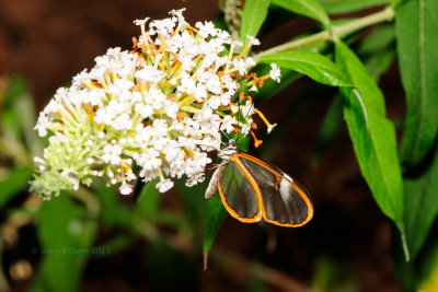 Glasswing (Greto oto) at Butterfly Wonderland