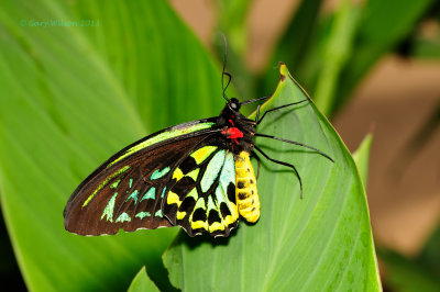 Common Green Birdwing at Butterfly Wonderland