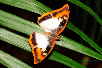Flame-bordered Charaxes (Female)  at Butterfly Wonderland