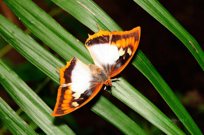 Flame-bordered Charaxes (Female) at Butterfly Wonderland