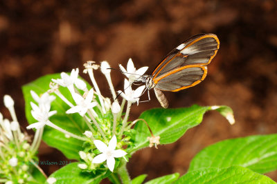 Glasswing at Butterfly Wonderland