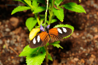 Doris Longwing at Butterfly Wonderland