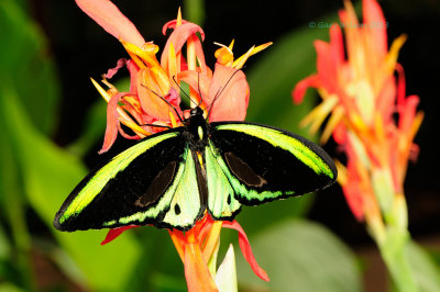 Common Green Birdwing at Butterfly Wonderland