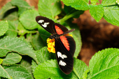 Mexican Longwing at Butterfly Wonderland