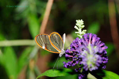 Glassing at Butterfly Wonderland