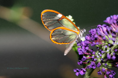 Glasswing at Butterfly Wonderland