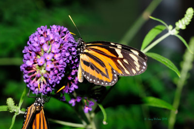 Tiger-Mimic Queen (Lycorea cleobaea) at Butterfly Wonderland