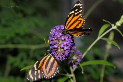 Pair of Tiger-Mimic Queens (Lycorea cleobaea) at Butterfly Wonderland