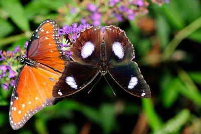 Great Eggfly and Queen at Butterfly Wonderland