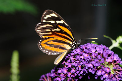 Tiger-Mimic Queen (Lycorea cleobaea) at Butterfly Wonderland