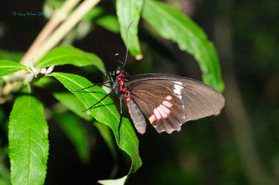 at Butterfly Wonderland
