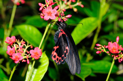 Crimson Mormon at Butterfly Wonderland