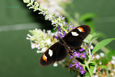 Common Postman at Butterfly Wonderland