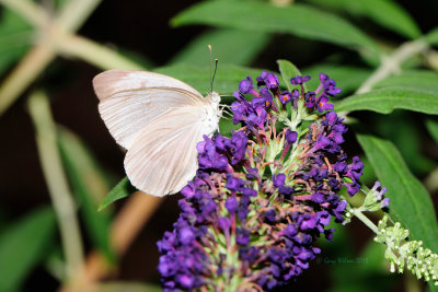 Great Southern White at Butterfly Wonderland