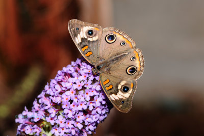 Buckeye at Butterfly Wonderland