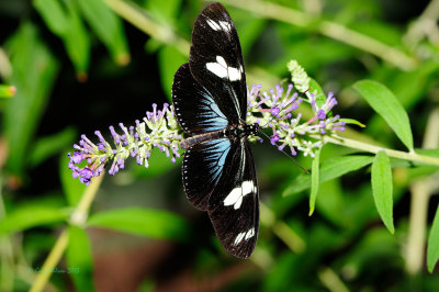 Doris Longwing at Butterfly Wonderland