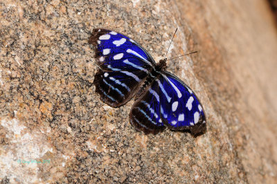 Mexican Bluewing at Butterfly Wonderland