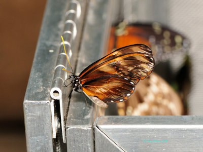 Dero Longwing at Butterfly Wonderland