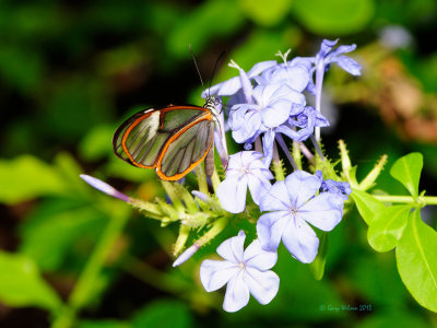 Glasswing at Butterfly Wonderland
