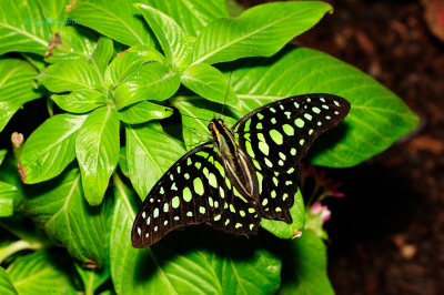 Tailed Jay at Butterfly Wonderland