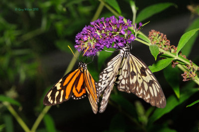 Tiger-Mimic Queen (Lycorea cleobaea) and Paper Kite at Butterfly Wonderland