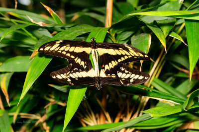 Giant Swallowtails at Butterfly Wonderland