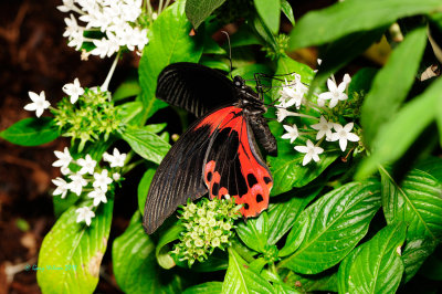 Crimson Mormon at Butterfly Wonderland