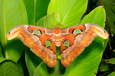 Atlas Moth Female at Butterfly Wonderland