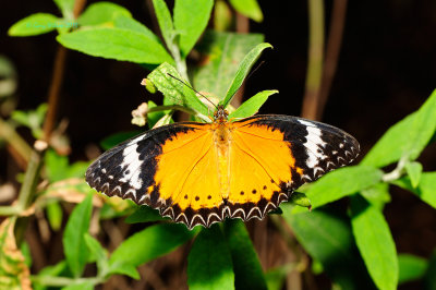 Leopard Lacewing at Butterfly Wonderland