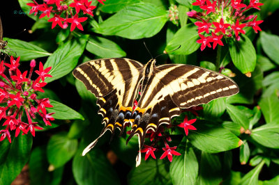 Three-tailed Tiger Swallowtail at Butterfly Wonderland