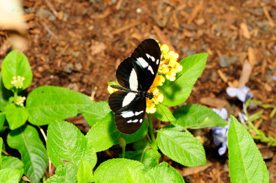 Hewitson's Longwing at Butterfly Wonderland