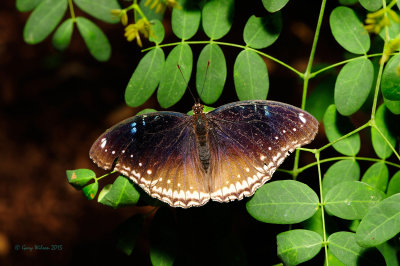 Great Eggfly (Female) at Butterfly Wonderland
