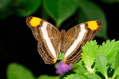 Mexican Sister at Butterfly Wonderland