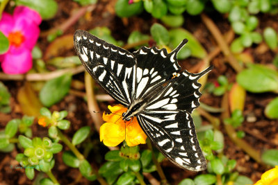 Chinese Yellow Swallowtail at Butterfly Wonderland