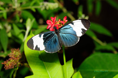 Sapho Longwing at Butterfly Wonderland