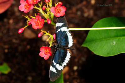 Eleuchia Longwing  at Butterfly Wonderland
