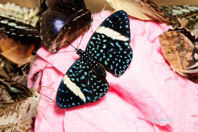 Starry Night Cracker (Female) at Butterfly Wonderland