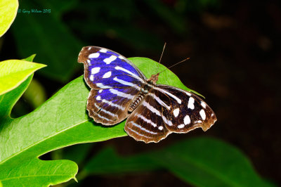 Whitened Bluewing at Butterfly Wonderland