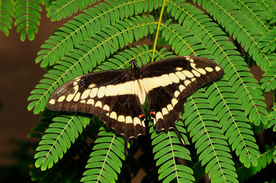 Thaos Swallowtail at Butterfly Wonderland