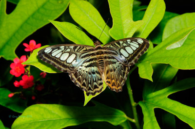 Blue Clipper at Butterfly Wonderland