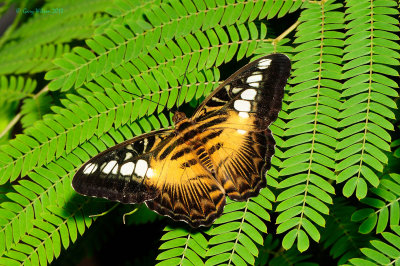 Brown Clipper (Philippines) at Butterfly Wonderland