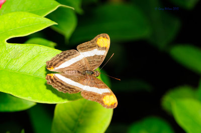 Mexican Sister at Butterfly Wonderland