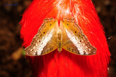 Common Cruiser (Vindula Erota- Female Dry Season) at Butterfly Wonderland