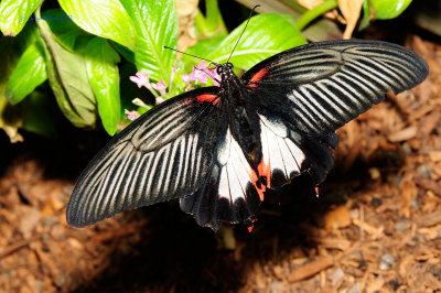 Great Mormon at Butterfly Wonderland