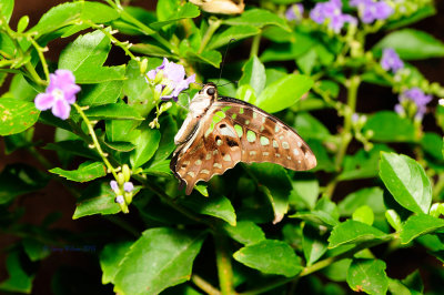 Tailed Jay at Butterfly Wonderland