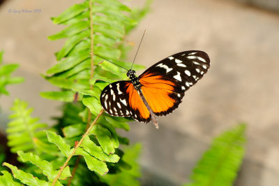 Spotted Tiger Longwing  at Butterfly Wonderland