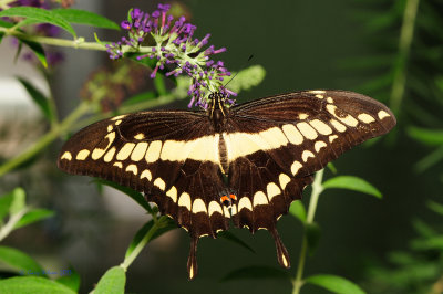 Thaos Swallowtail  at Butterfly Wonderland