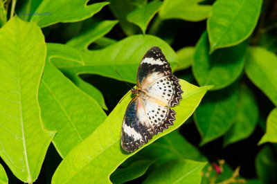 Leopard Lacewing (Female)  at Butterfly Wonderland