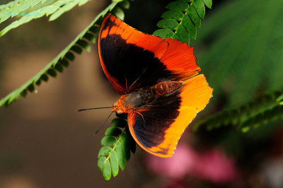 Flame Bordered Charaxes (Male)  at Butterfly Wonderland