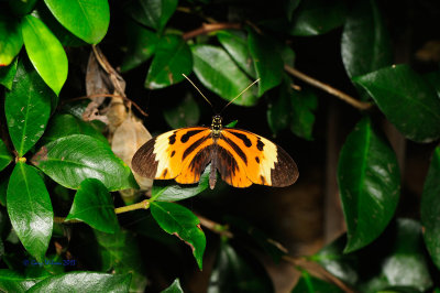  Numata Longwing at Butterfly Wonderland